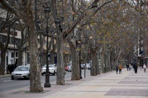 El Ayuntamiento de Xàtiva replantará cerca de un centenar de árboles en diferentes calles y espacios verdes de la ciudad