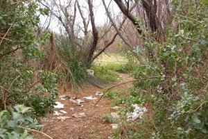 Giner exige limpiar la zona boscosa de la playa de l´Arbre del Gos en el Parque Natural de la Albufera