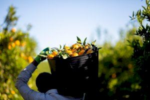 La venta directa de naranjas, una alternativa para mantener el campo