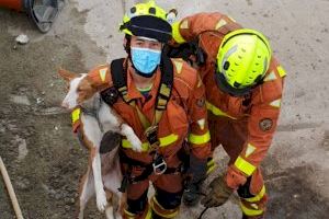 Rescatan un perro que se encontraba en una balsa en Alginet