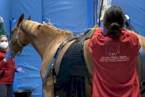 El Hospital Clínico Veterinario de la CEU UCH destina sus instalaciones equinas al tratamiento de los caballos afectados por el brote de herpesvirus equino