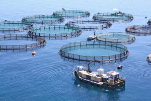 El Instituto de Acuicultura Torre de la Sal participa en un proyecto europeo para lograr una acuicultura más sostenible y rentable