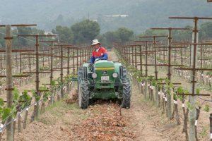 Los agricultores valencianos han perdido 180 millones de euros este año por el covid