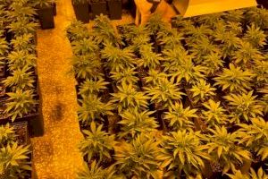 La Policía Local detiene a un hombre en Elche por cultivar 1.000 plantas de marihuana