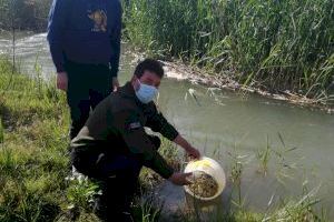 Sueltan 2.000 anguilas en el río Sellent a su paso por Càrcer