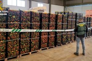 Incautadas 12 toneladas de naranjas en Nules que iban a ser exportadas a Europa