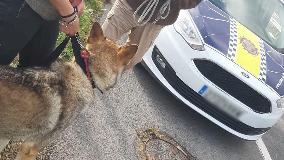 La Policía de la Vila a perro de morir atropellado en AP-7