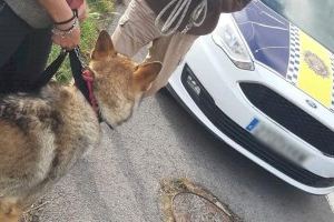 La Policía de la Vila salva a un perro de morir atropellado en la AP-7