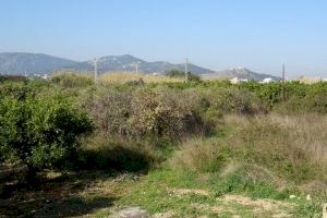Un estudio del Parlamento Europeo alerta del serio peligro que supone el abandono de tierras agrarias en la Comunitat Valenciana