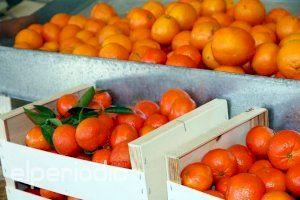 Agricultores valencianos denuncian la venta de naranjas por debajo de coste en muchos supermercados