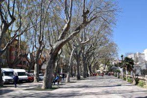 Xàtiva reposarà els arbres de l’Albereda que es troben en pitjor estat