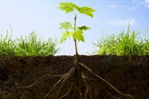 Investigadores del CSIC descubren el mecanismo que permite a las raíces de las plantas buscar la humedad en el suelo