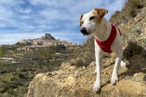 El perro 'influencer' más famoso de España llega a Morella