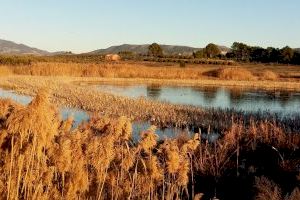 L’Institut Cavanilles millora l’algoritme que descriu els canvis hidrològics en els aiguamolls mediterranis