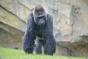El gorila “espalda plateada” de BIOPARC, Mambie,  cumple 30 años