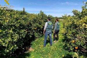 Detenidos por robar 100 toneladas de naranjas en Picassent y Alginet