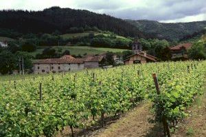 El Gobierno aprueba la norma que prorroga la validez de las autorizaciones para plantaciones de viñedo
