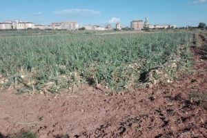 Agricultores valencianos denuncian un asalto generalizado a los campos de cebollas ante el repunte de los precios