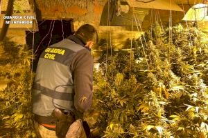 Desmantelada una plantación con más de 150 plantas de marihuana en Rojales