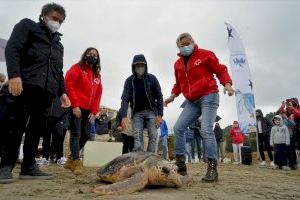 La Fundación Oceanogràfic y Azul Marino sueltan en Benicàssim tres tortugas recuperadas en el ARCA del Mar