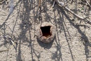 Castelló pone en valor la conservación de las dunas de la microrreserva del Serradal