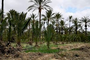 Orihuela retoma los trabajos de nuevas plantaciones de palmeras en el BIC del Palmeral