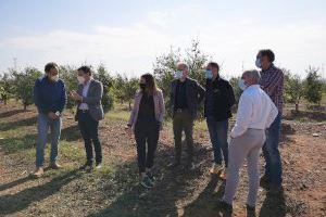 El Ayuntamiento de la Vall d’Uixó y la Conselleria de Agricultura visitan las fincas de cítricos afectadas por la granizada