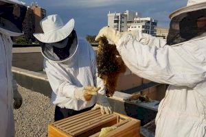 Un enjambre de 90.000 abejas toma un instituto de Alicante