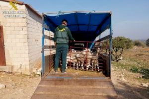 Detenidas tres personas que se dedicaban al hurto y venta de corderos en la Marina Alta