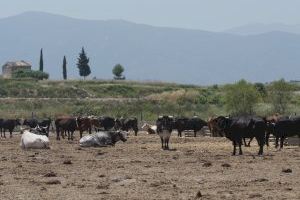 AVA-ASAJA, LA UNIÓ y la Asociación de Ganaderos de Bous al Carrer se felicitan de la concesión de ayudas directas a los ganaderos de reses bravas y toros de lidia