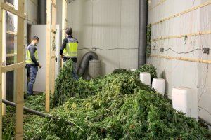Una nave industrial de Alaquàs escondía más de 4.600 plantas de marihuana y 900 kilos de cogollos en rama