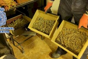 Detenido un hombre en Alicante por tener más de 160 plantas de marihuana en el salón de su casa