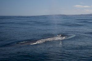 La UPV estudiará el paso del segundo animal más grande del planeta por las costas valencianas
