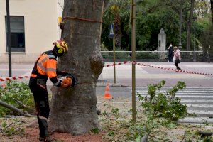 Iniciades les actuacions urgents en els plataners de Xàtiva en pitjor estat