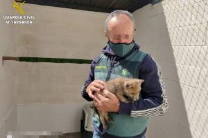 Salven una cria de rabosa capturada a Alacant per a la compra-venda