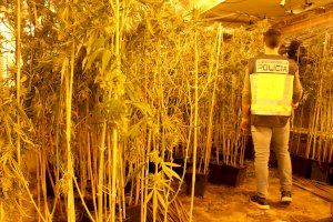 La Policía Nacional detiene a cuatro personas tras desmantelar unas 1500 plantas de marihuana en un avanzado estado de crecimiento