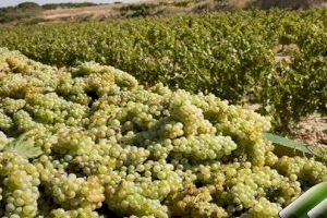 Los agricultores claman contra la normativa que limita la autorización de nuevas hectáreas de uva para cava