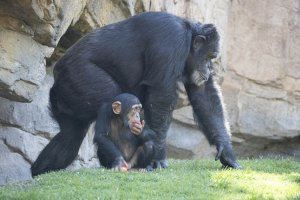 Djibril, el bebé chimpancé “adoptado” de BIOPARC,  cumple 2 años