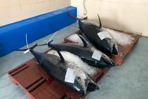 Los pescadores de la Comunidad Valenciana denuncian problemas por la plaga de atún rojo en el Mediterráneo