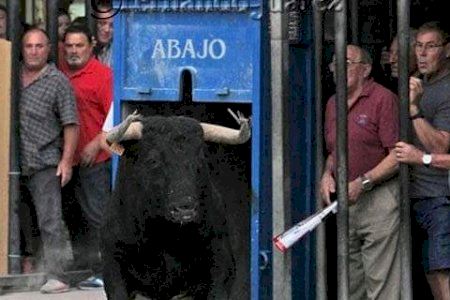 Moncofa insta a la Generalitat a elaborar un protocol per a la volta dels bous al carrer
