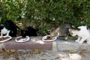 Bienestar Animal impulsa el Plan Colonial Felino para proteger las colonias de gatos y minimizar molestias vecinales