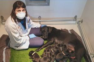 La ONCE entrega 12 perros guía en la Comunitat Valenciana a pesar de la pandemia
