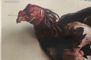Investigan la celebración de peleas de gallos en Oliva