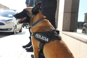 La Policia Local de València incorpora uns agents molt especials i de quatre potes