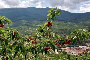 La Comunitat Valenciana prevé recuperar la campaña de la cereza con 6.700 toneladas