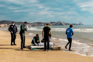 Rescatan y devuelven al mar a un delfín que se encontraba desorientado en Cullera
