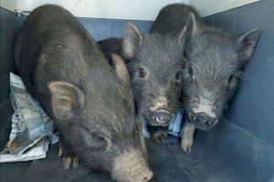 La Policía Local de Castelló recoge nueve ejemplares de cerdos vietnamitas que se encontraban sueltos por la cuadra Borriolenc