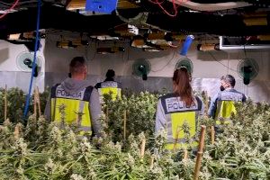 Balance policial en Alicante durante el estado de alarma: 291 detenidos por tráfico de drogas y más de 150 operaciones contra el cultivo de marihuana