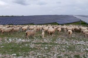 Iberdrola busca soluciones colaborativas para combinar agricultura y ganadería en las plantas fotovoltaicas