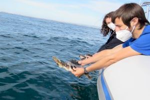 Vuelven al mar dos tortugas que nacieron en Ibiza y nadaron hasta Denia y Valencia